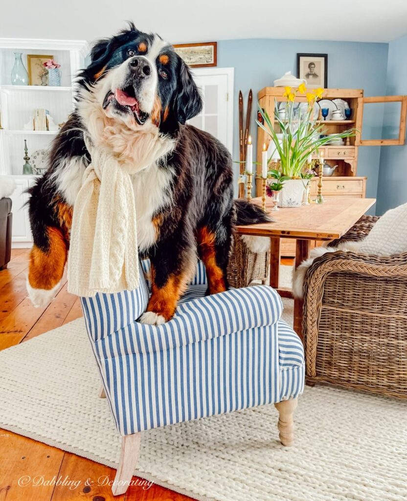 Bernese Mountain Dog on Chair with Scarf