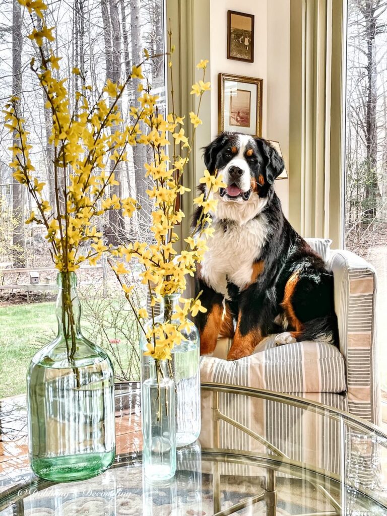 Bernese Mountain Dog in Chair with Forsythia Branches