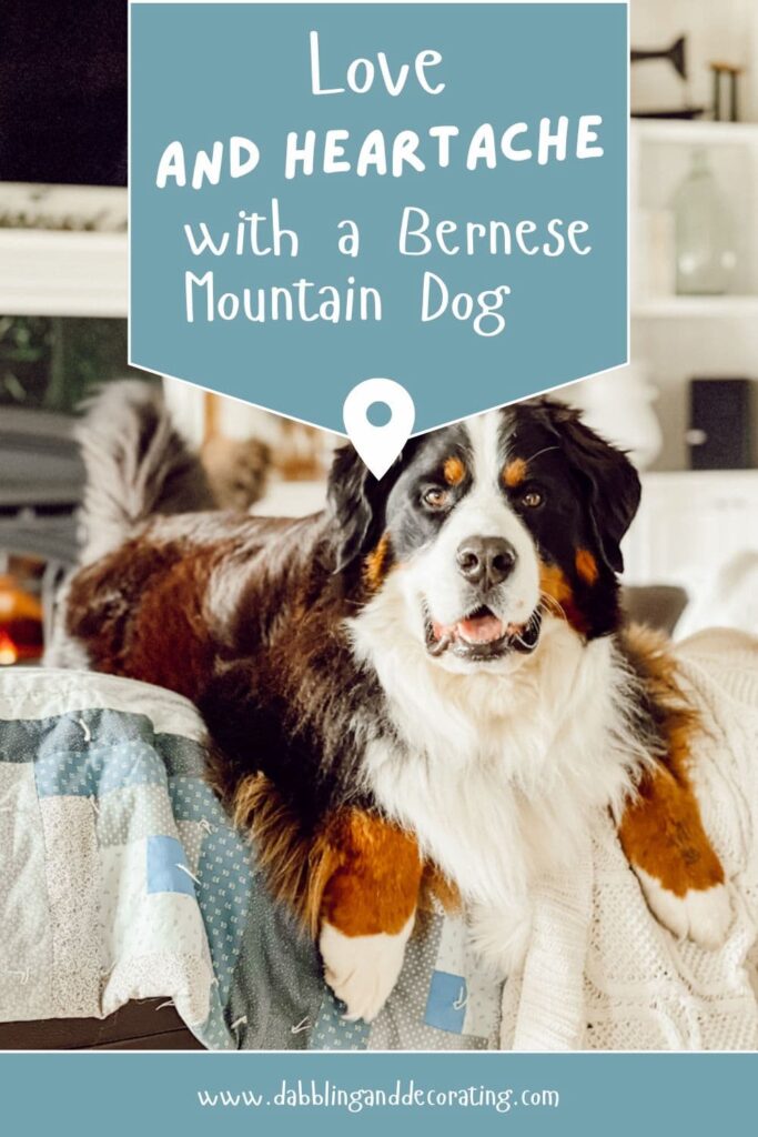 Love and Heartache with a Bernese Mountain Dog