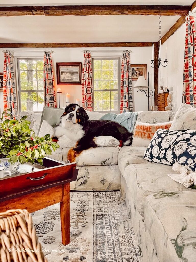 Bernese Mountain Dog on Four Seasons Sectional in Living Room