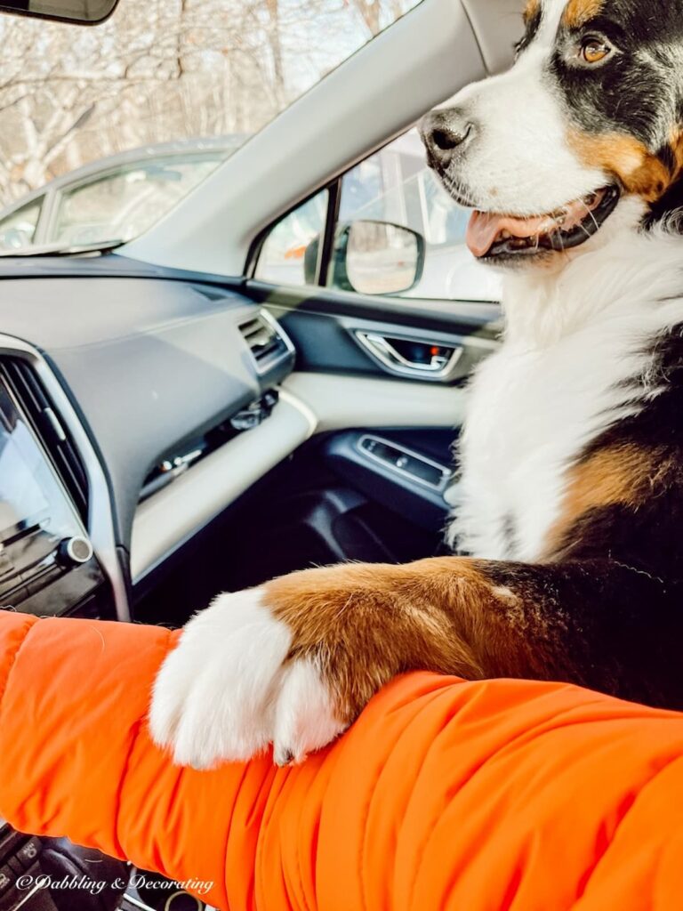 Bernese Mountain Dog Paw on arm Driving in Car