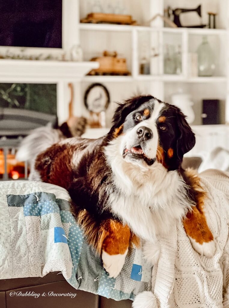 Bernese Mountain Dog on Quilts and Couch