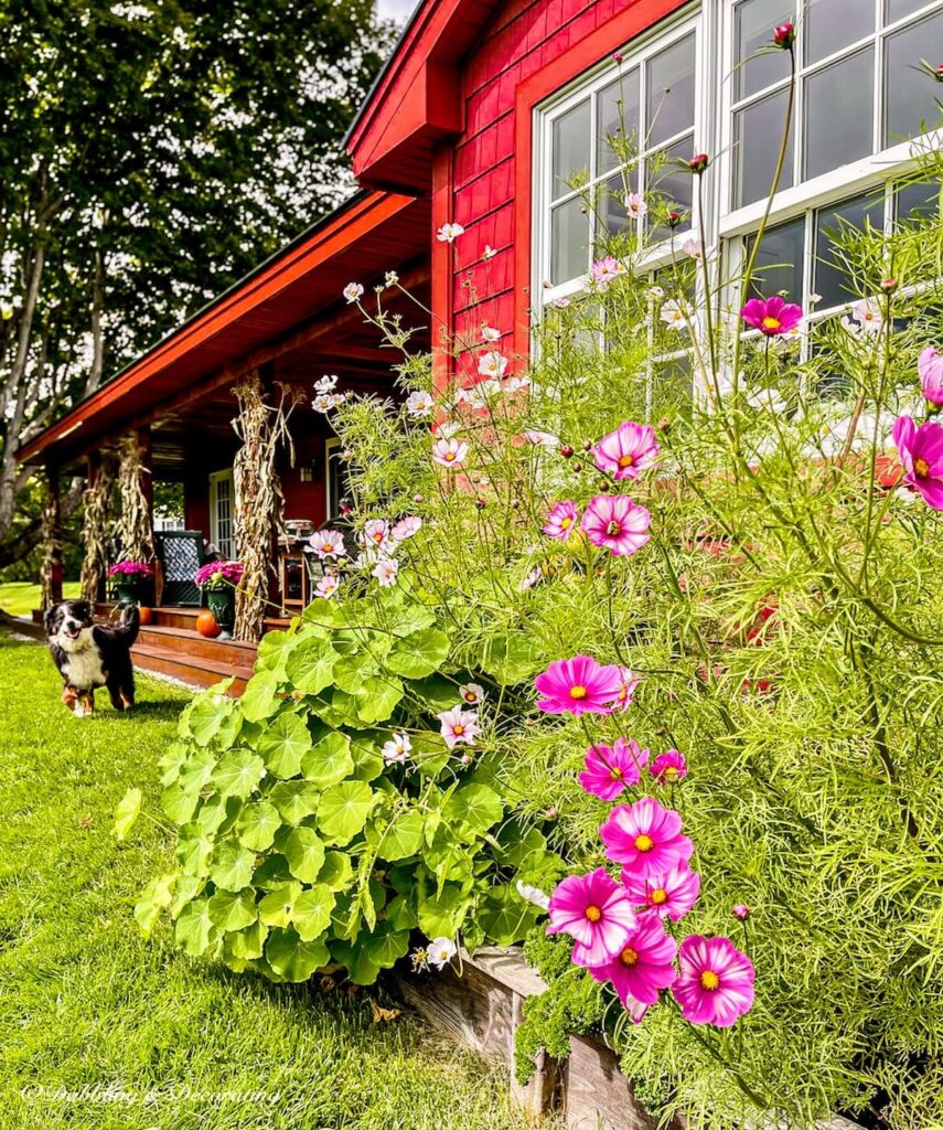 Berner Running in Front of house and flowers.