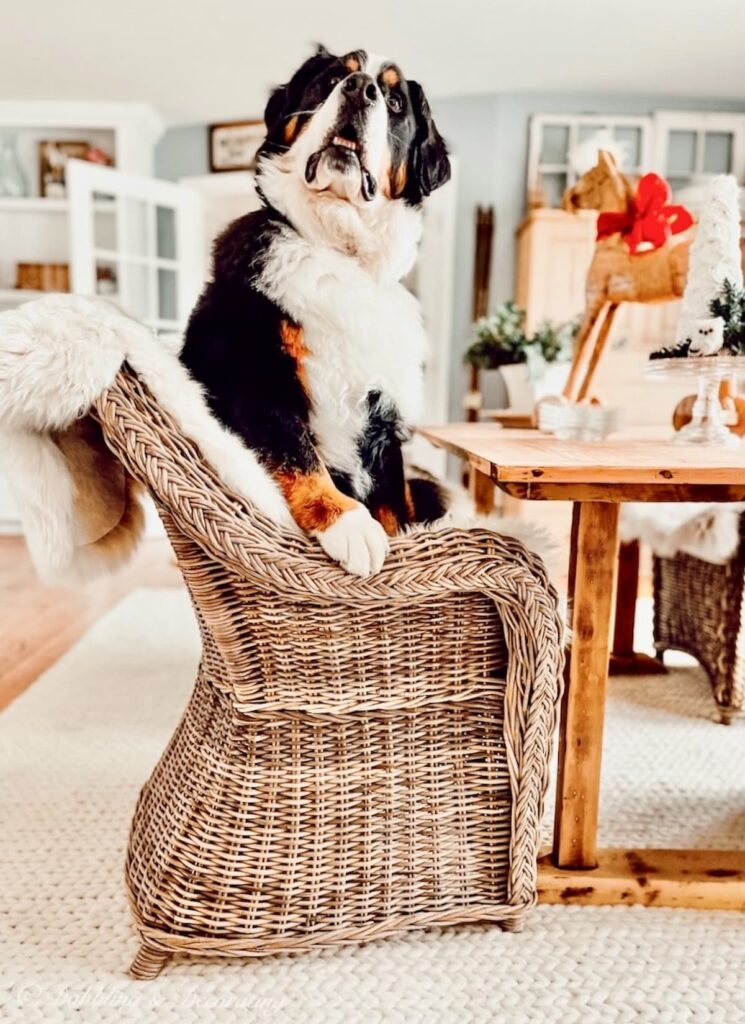 Berner dog in Chair at Dining Room Table