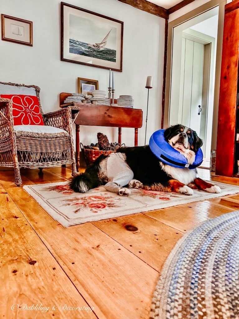 Bernese Mountain Dog with Cone.