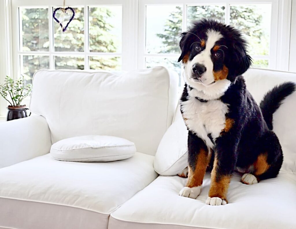 Bernese Mountain Dog on White Couch