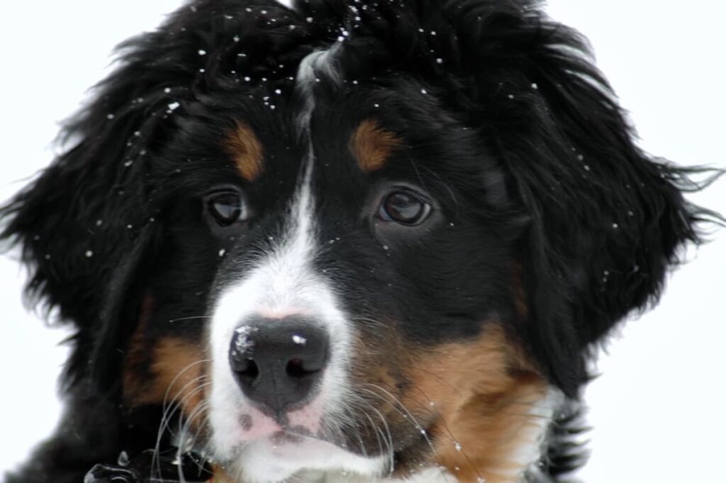 Berner Dog Puppy