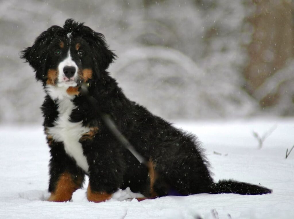 Berner Dog Puppy