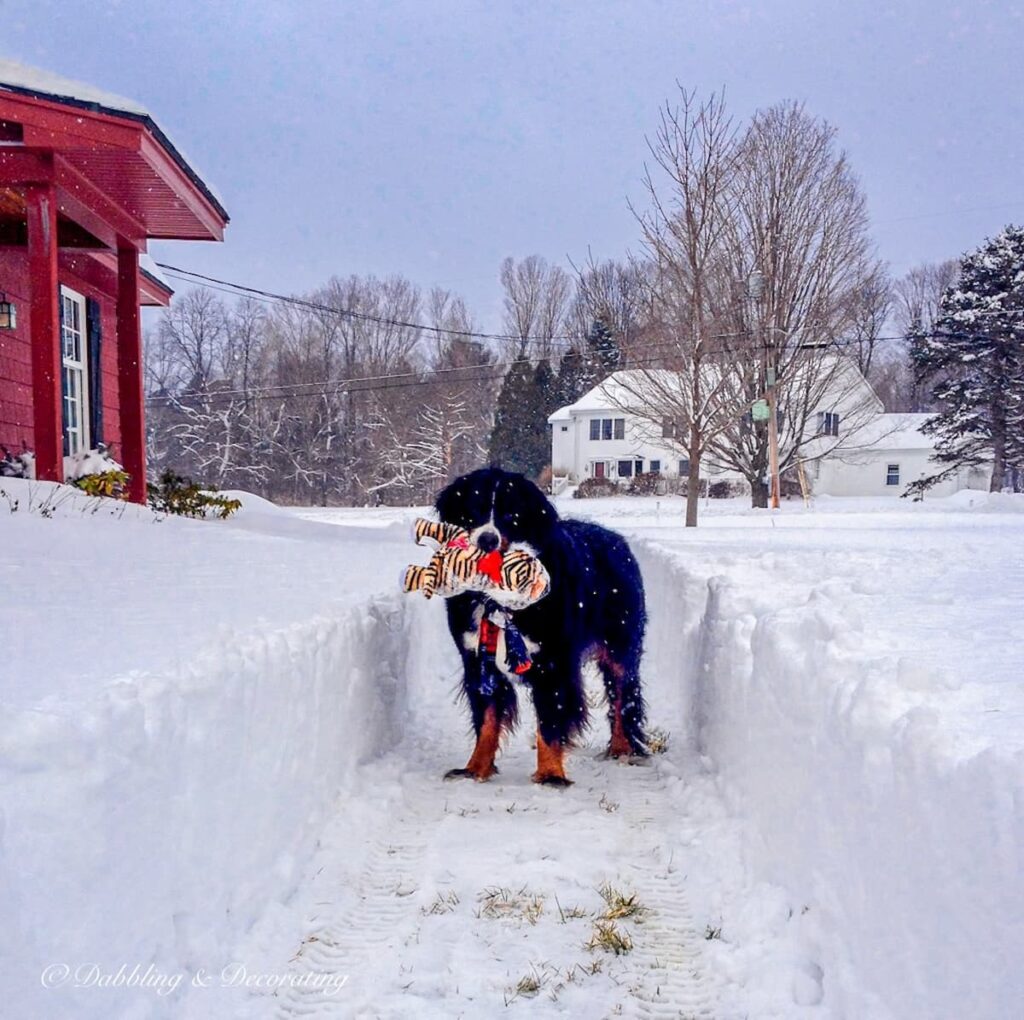Bernese Mountain Dog with Stuffed Animal in Snow Path