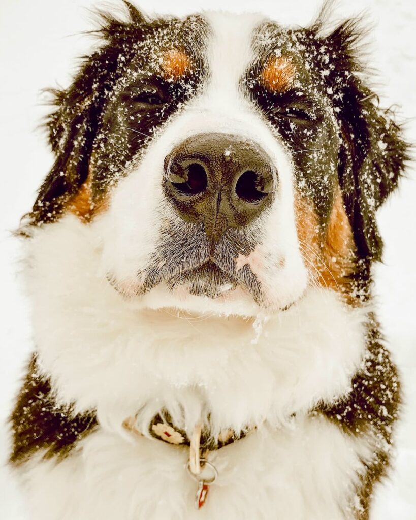 Snowy faced Bernese Mountain Dog