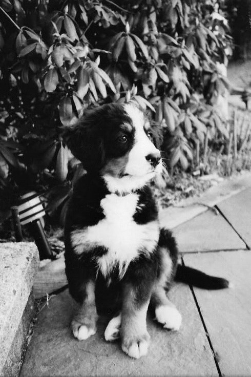 Bernese Mountain Dog Puppy in Black and White