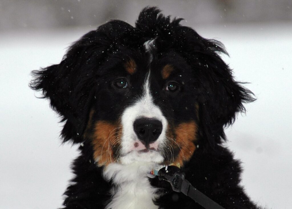 Berner Dog Puppy