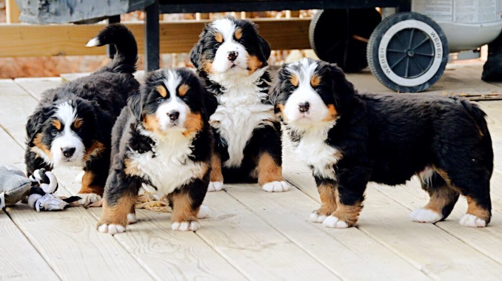 Four Bernese Mountain Dog Puppies