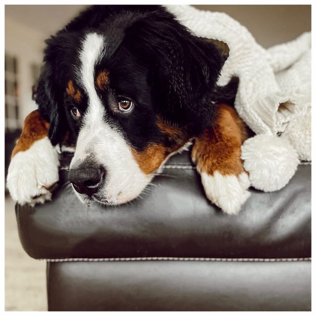 Bernese Mountain Dog resting with blanket, gentle temperament