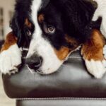 Bernese Mountain Dog Cuddly Face