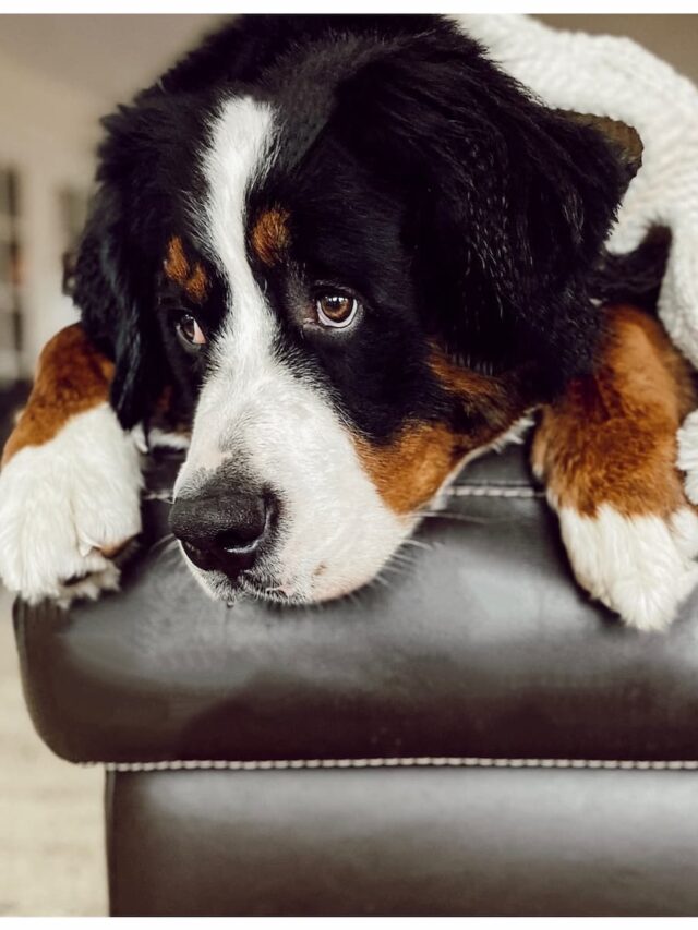 Love and Heartache with a Bernese Mountain Dog