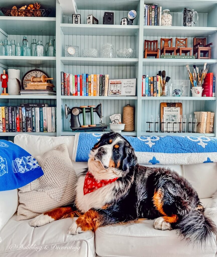 Bernese Mountain Dog on Couch in front of Bookshelves
