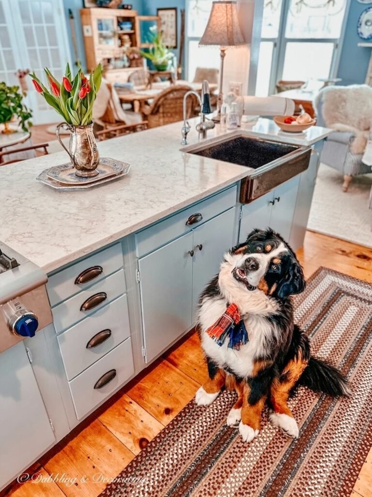 Tulip arrangement in vintage style in Kitchen with Bernese Mountain Dog