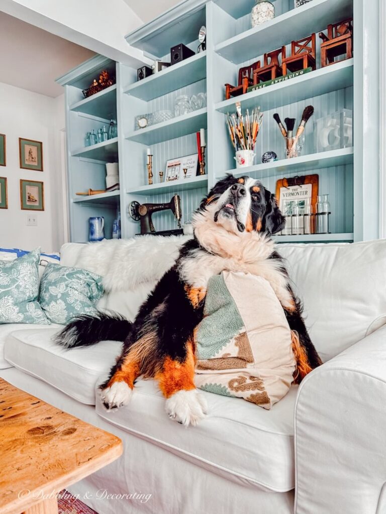 Bernese Mountain Dog on White Couch in Front of Blue Bookshelves with Winter Collections.