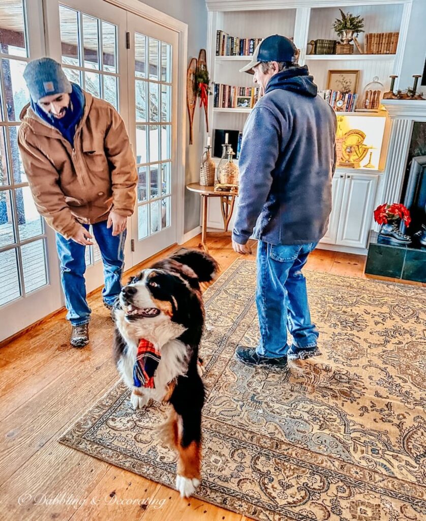 Bernese Mountain Dog with Two Men for Furniture Delivery