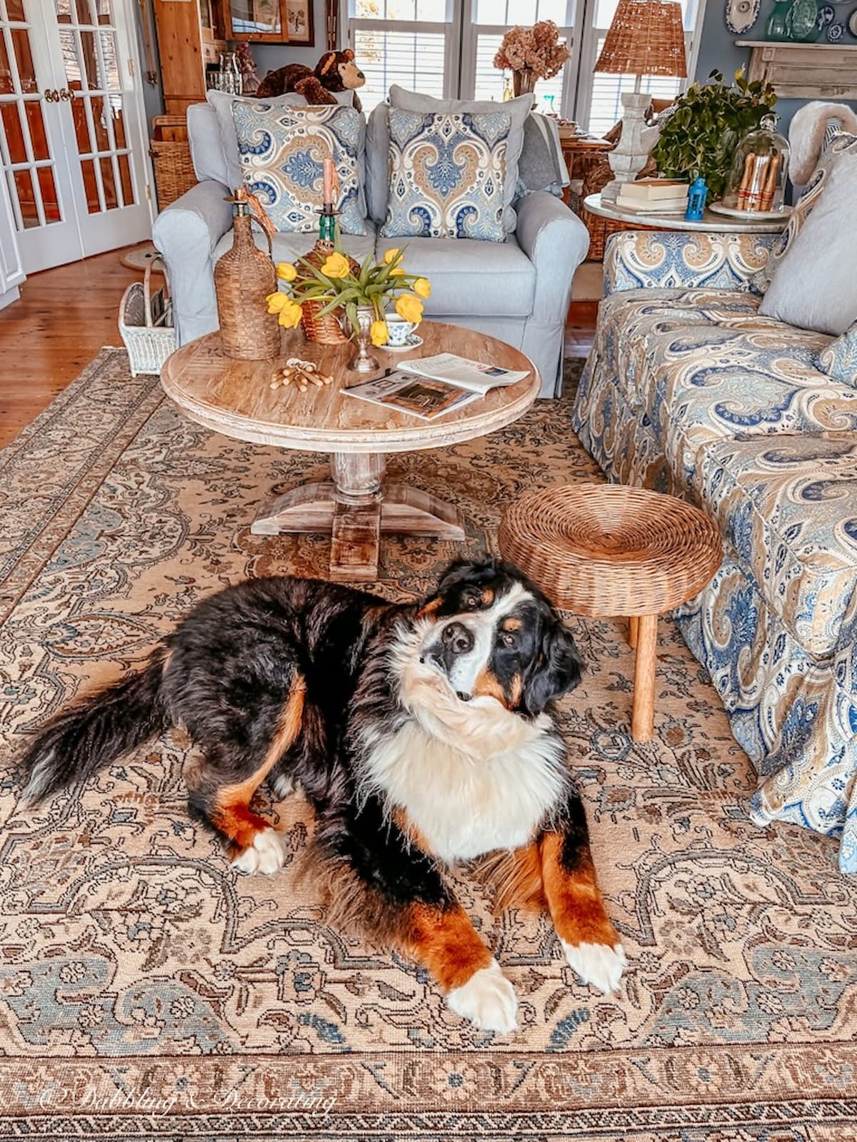Bernese Mountain Dog on Vintage Turkish Rug in Living Room