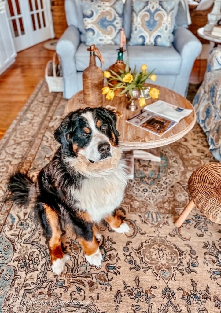 Bernese Mountain Dog on vintage Turkish Rug in the Living Room