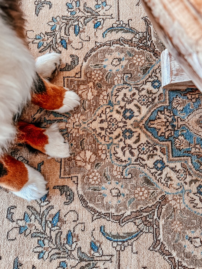 Dog Paws on vintage Turkish Rug Brown and Blue in Living Room