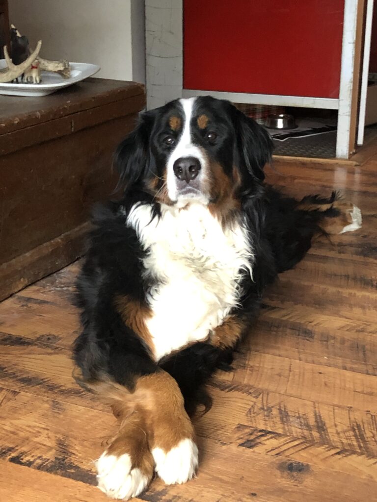 Bernese Mountain Dog with Crossed Paws