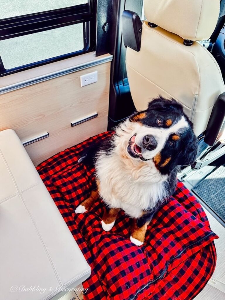 Bernese Mountain Dog on Vermont Flannel Dog Bedding in RV