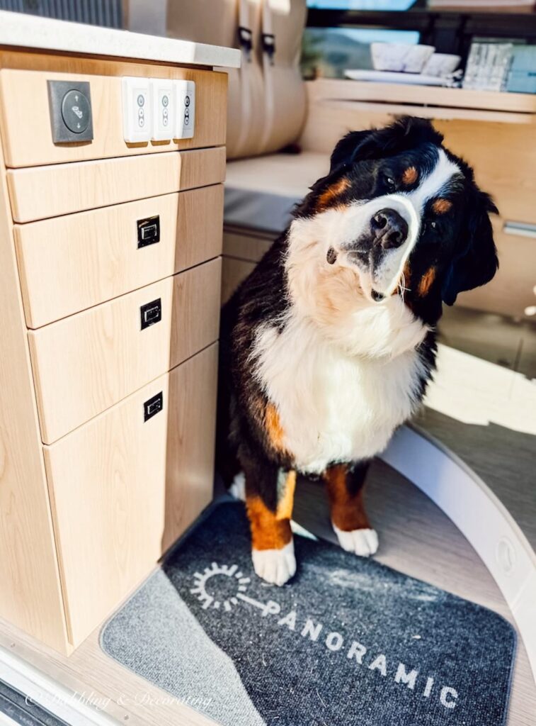 Bernese Mountain Dog in Doorway of Panoramic RV