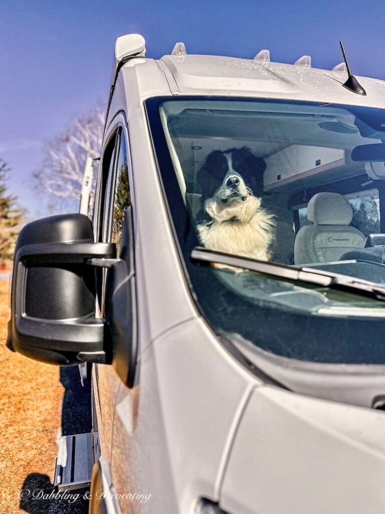 Bernese Mountain Dog in RV