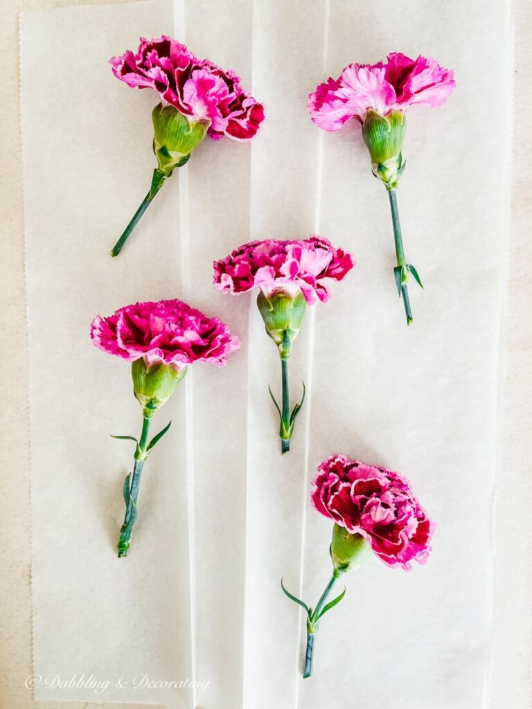 Pink Flowers on Paper