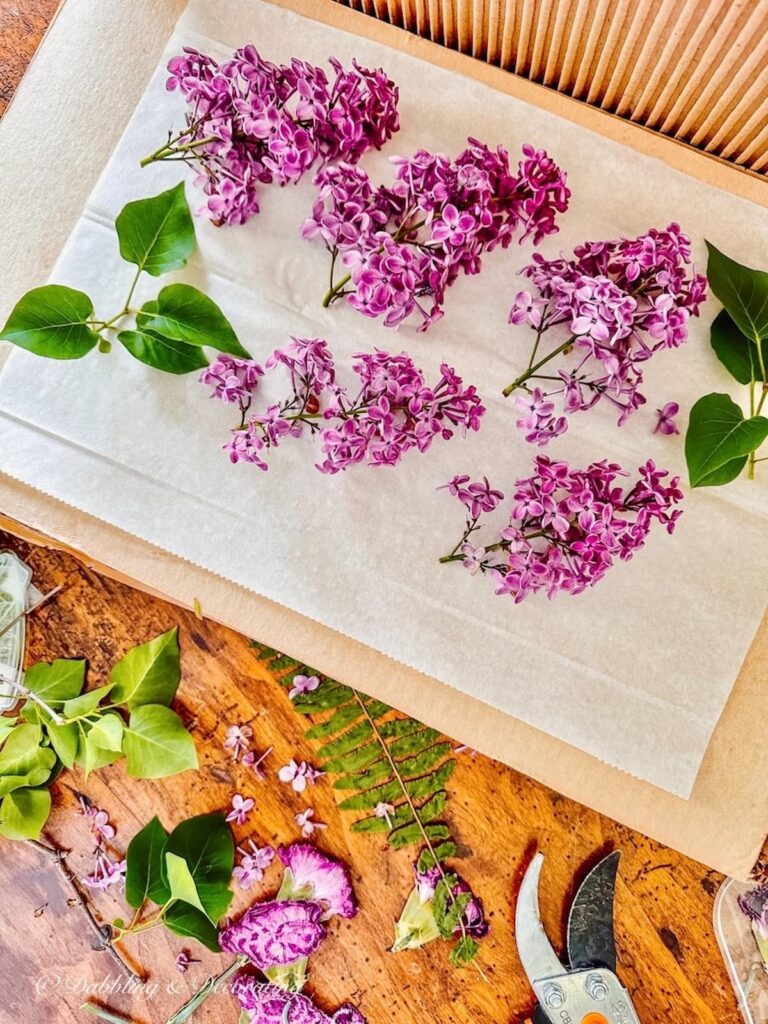 Dried Lilacs in Wooden Book