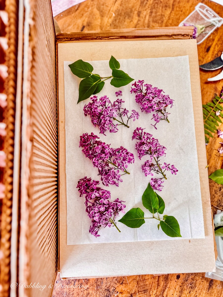 Dried Lilacs in vintage flower press on table.