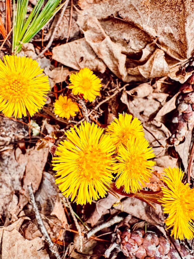 Dandelions in spring.