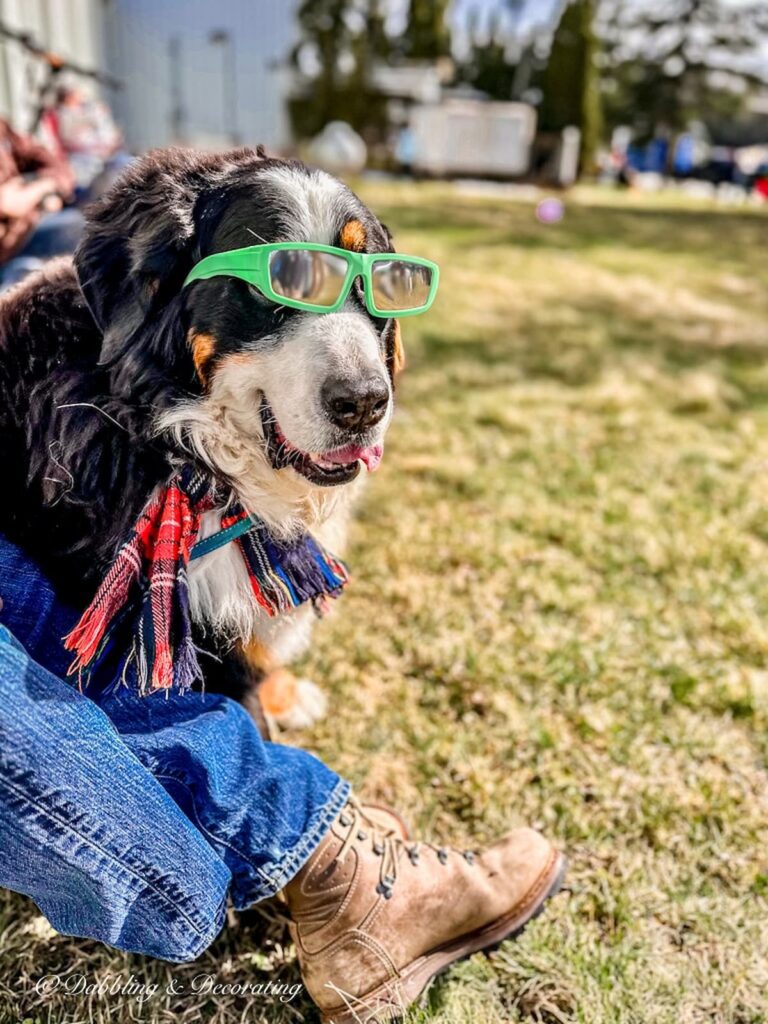 Bernese Mountain Dog with Eclipse Glasses