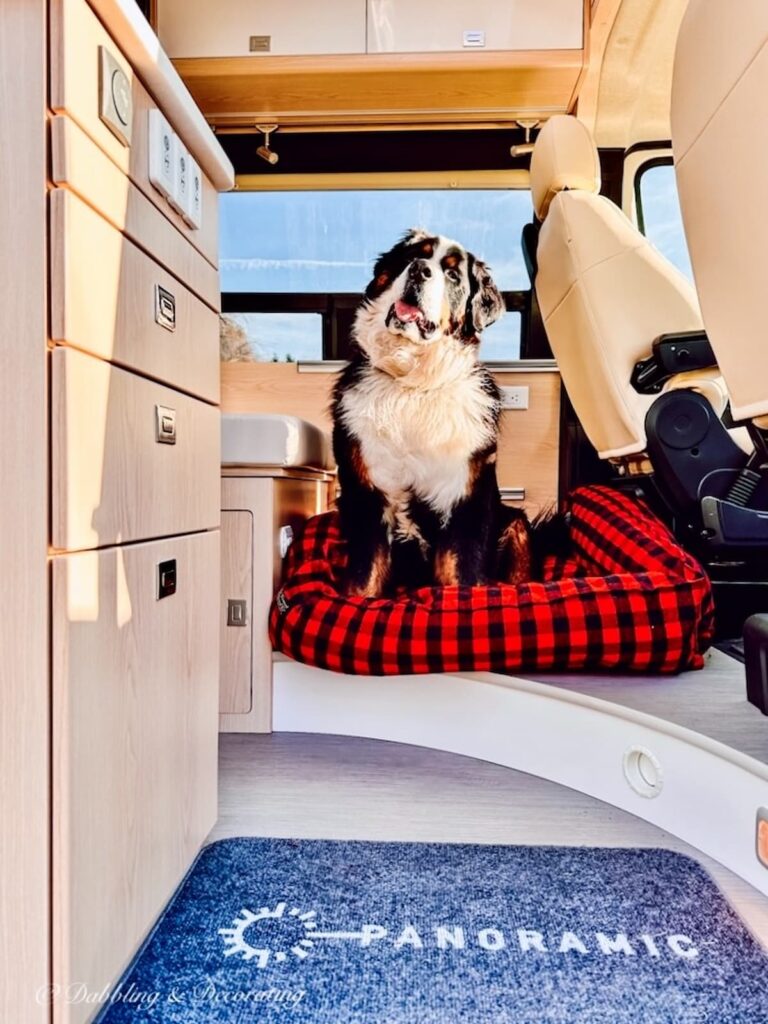 Bernese Mountain Dog in Vermont Flannel RV Bed