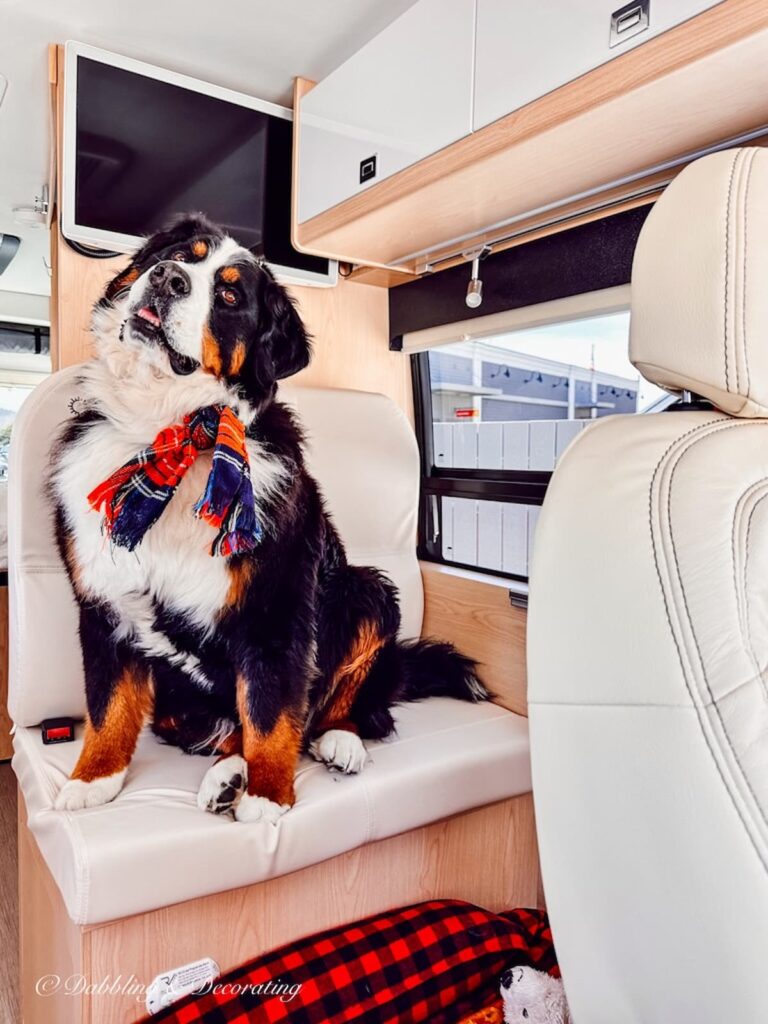 Bernese Mountain Dog with Scarf in RV Boondocking