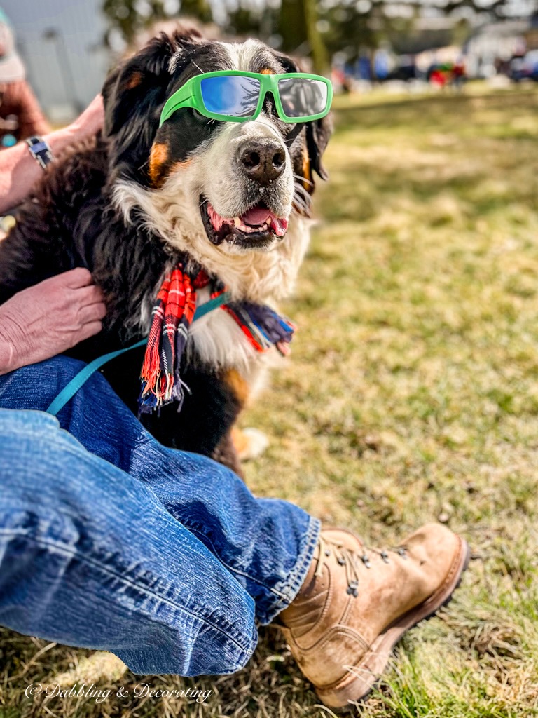 Bernese Mountain Dog with Eclipse glasses.