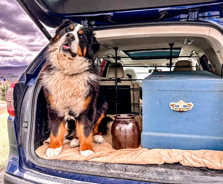 Bernese Mountain Dog with Blue Trunk and Cronk in Car.