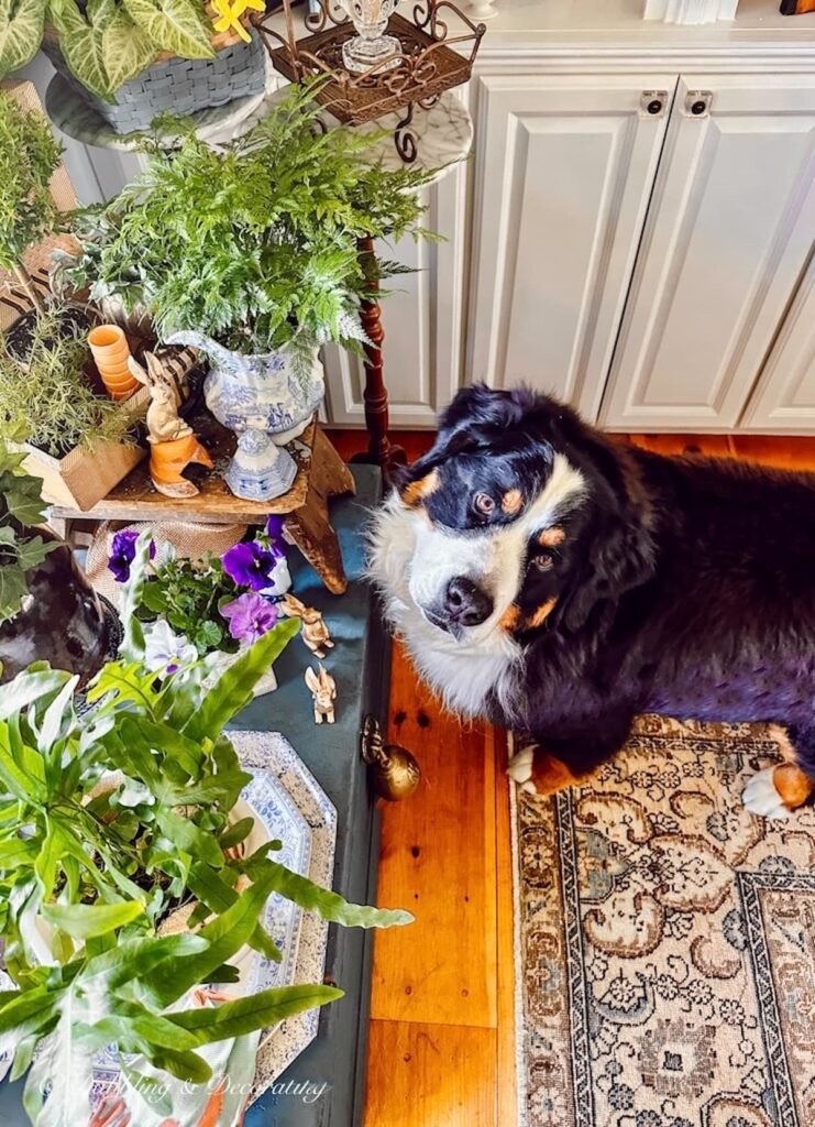 Bernese Mountain Dog with Plant Decor in living Room Book Nook.