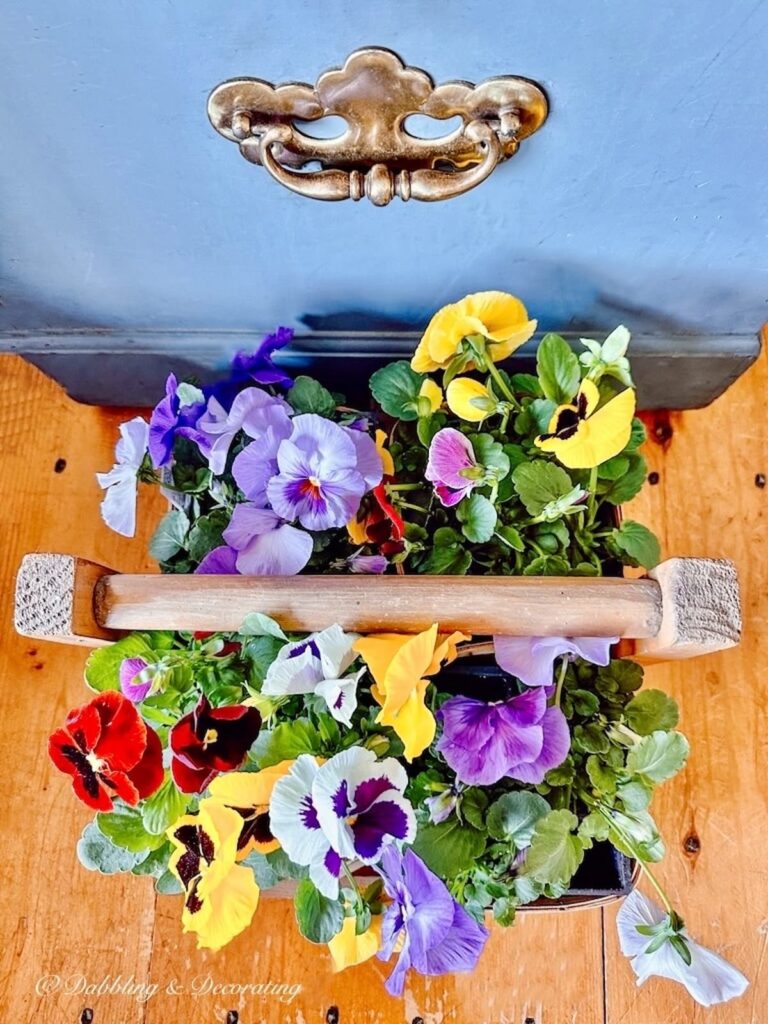 Crate of pansies on the floor next to a vintage blue trunk in plant decor.