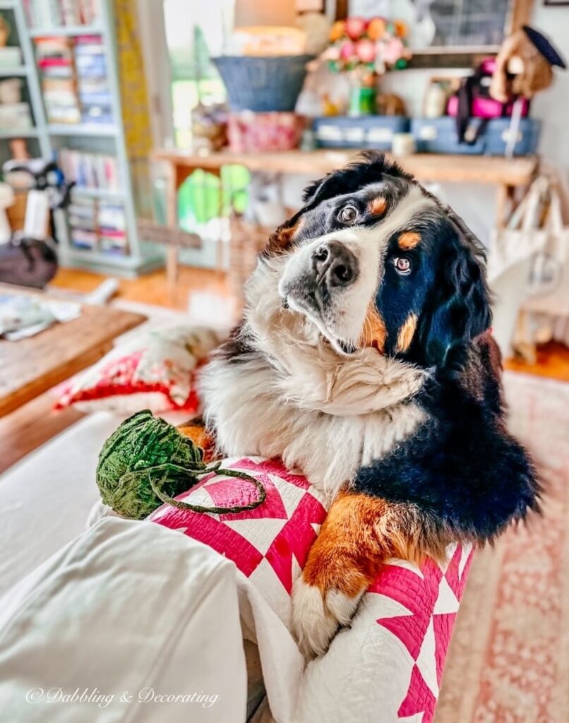 Bernese Mountain Dog on Couch's Pink Quilt with Ball of Green Yarn.