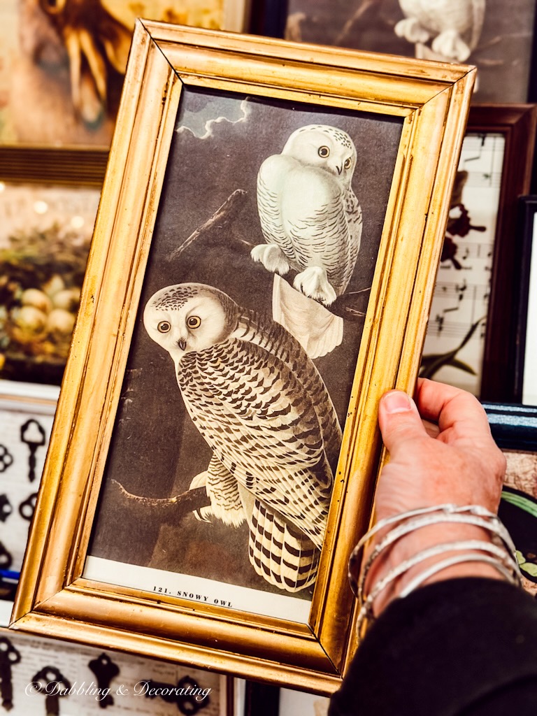 Vintage Owl Print in Gold Frame