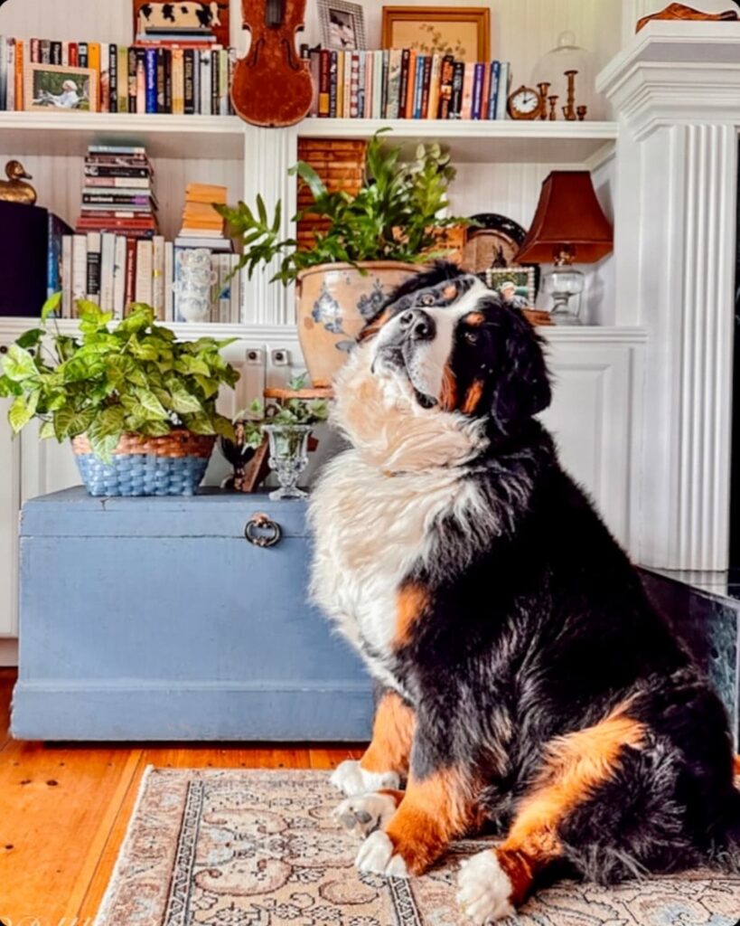 Bernese Mountain Dog in front of blue trunk in plant decor and bookshelving.