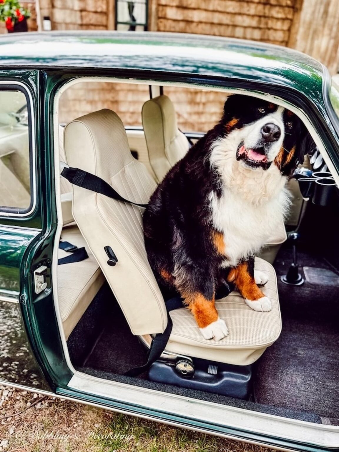 Vintage Car Picnic Inspiration: A Backyard Trunk Setup You’ll Want to ...