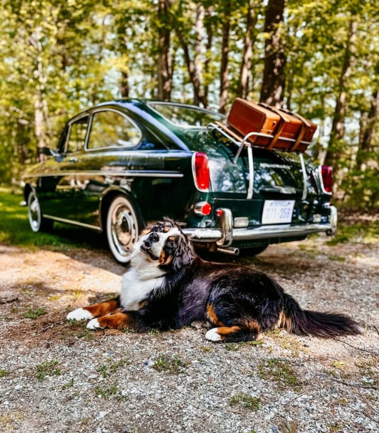 Antique Volkswagon Fastback with Bernese Mountain Dog