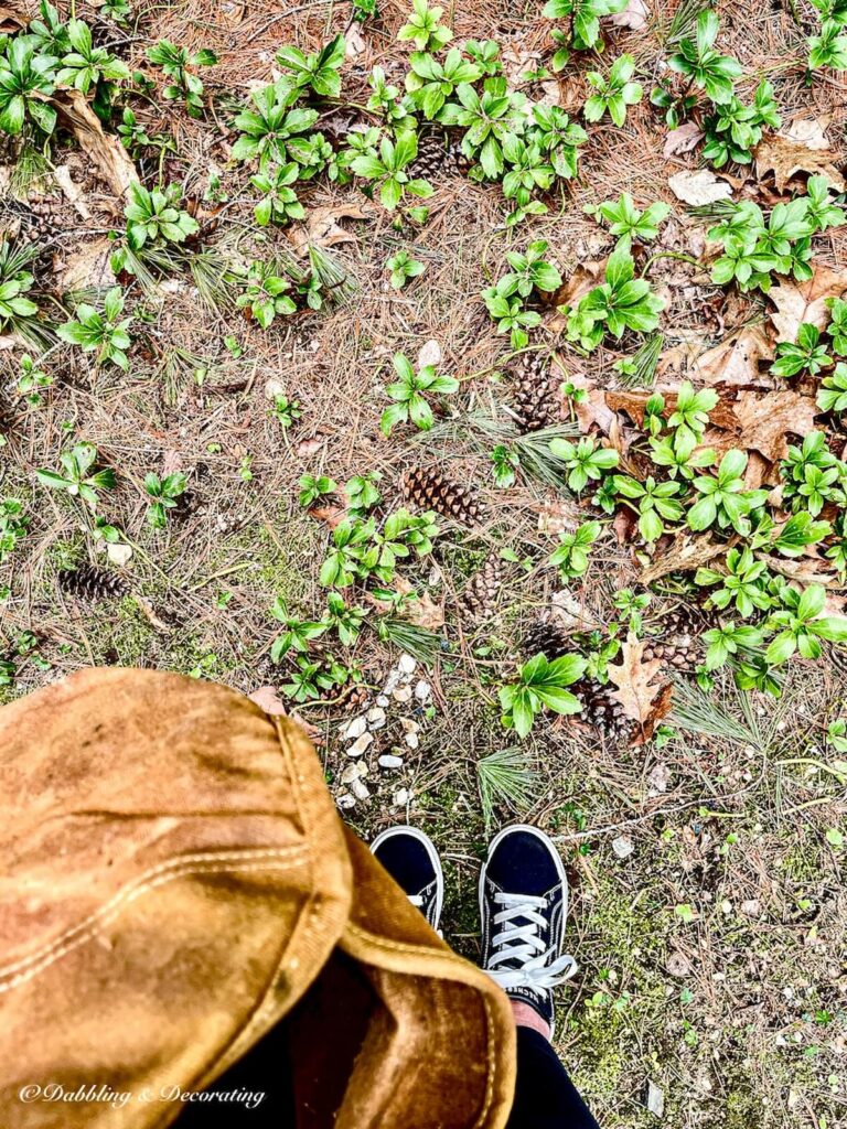 Ground with pinecones scattered around and person standing over them in sneakers and a bag.