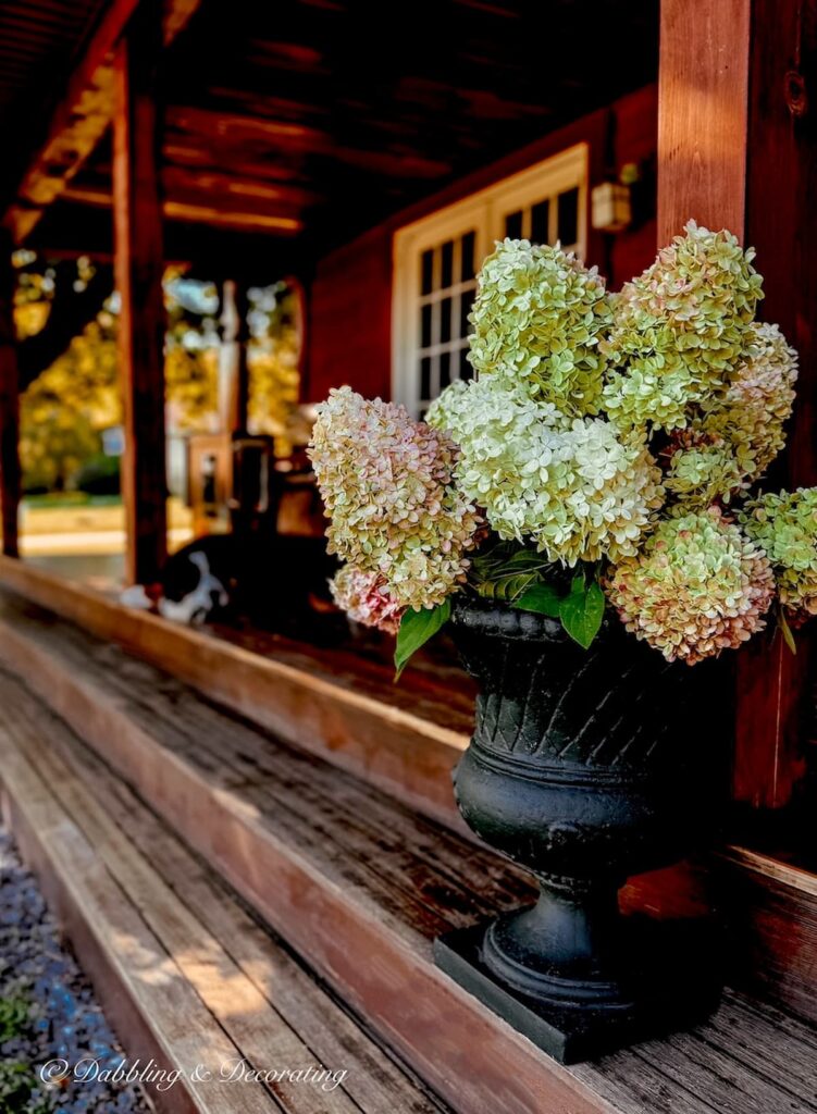 Outdoor large green pot filled with limelight pink hydrangeas in the fall on front porch in Vermont. Fall decor ideas.