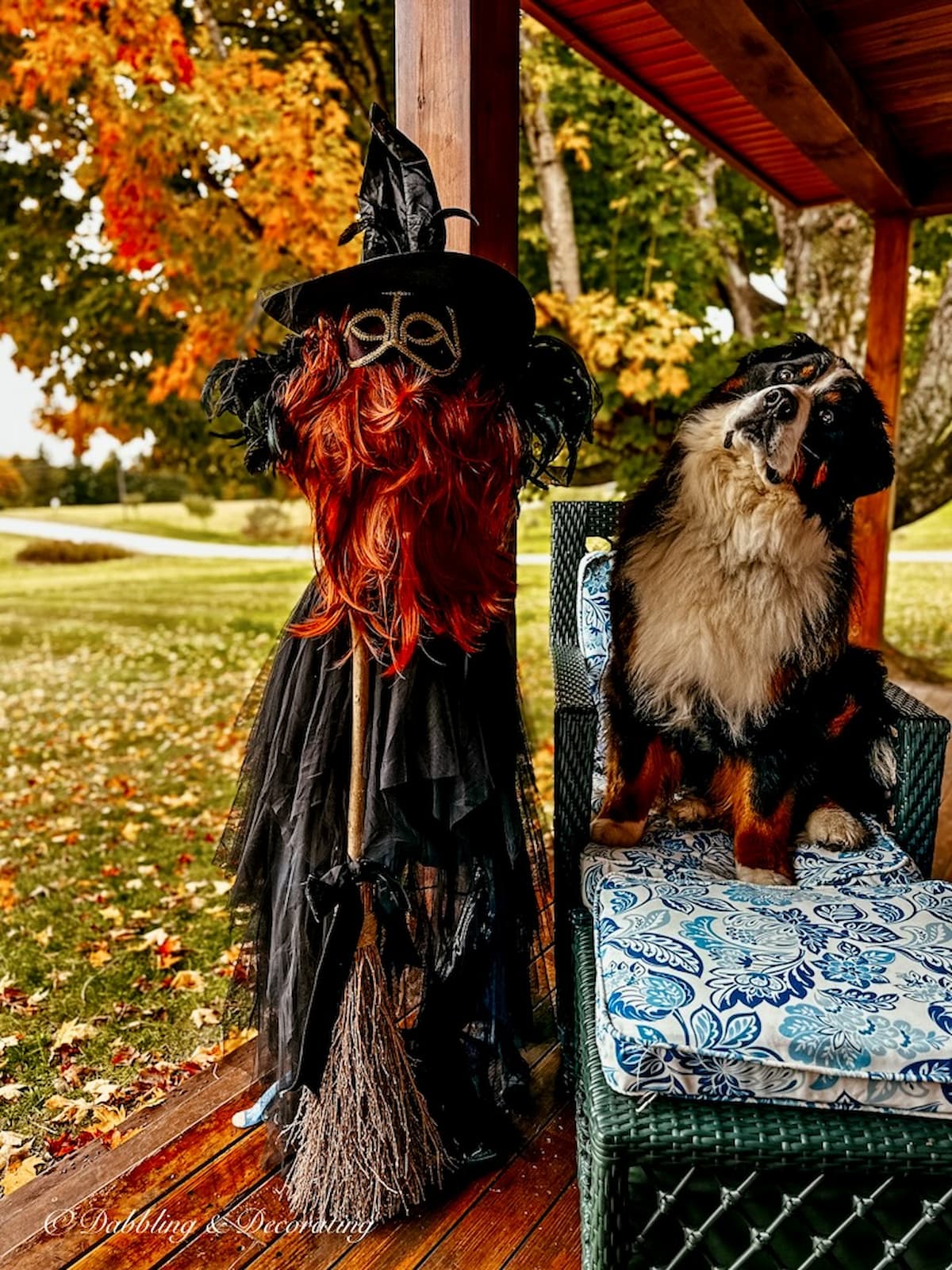 Bernese Mountain Dog on porch chair next to Halloween mannequin witch in the fall.